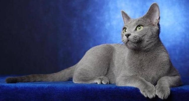 Gato azul ruso