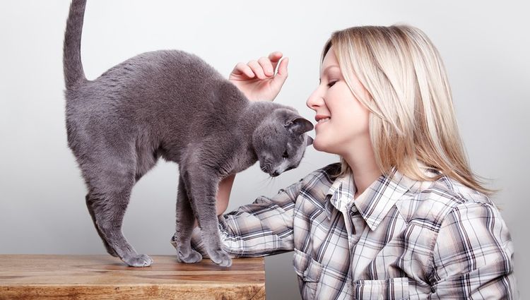 Gato azul ruso con su dueña