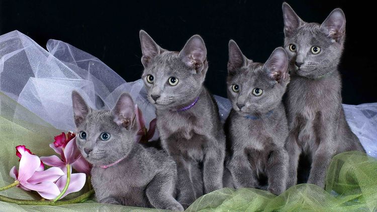 Gatitos azules rusos