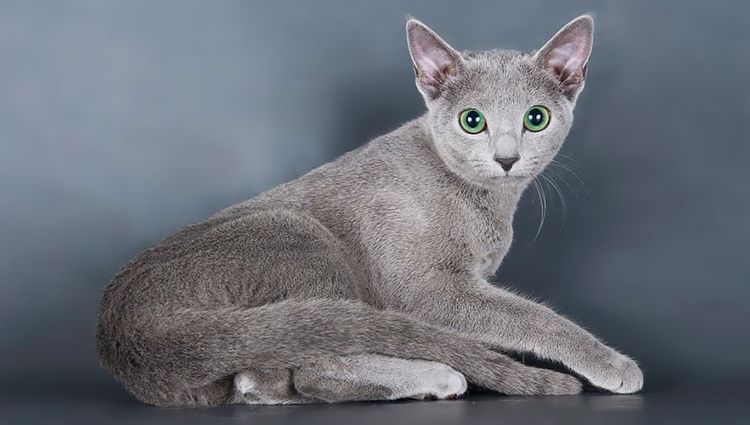 Gato azul ruso