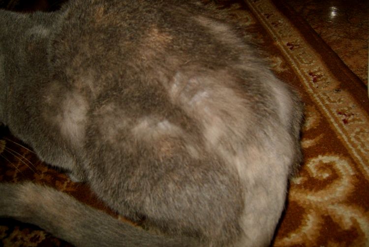 Un gato se está quedando calvo