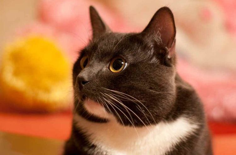 Gato blanco y negro