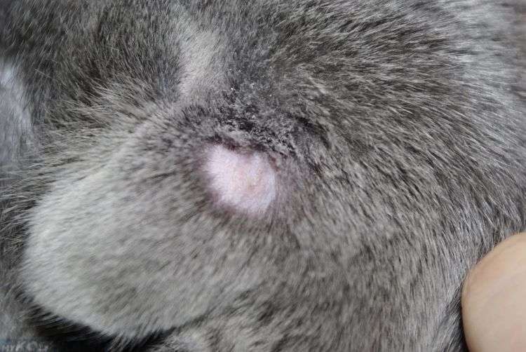 Adenitis en la gata