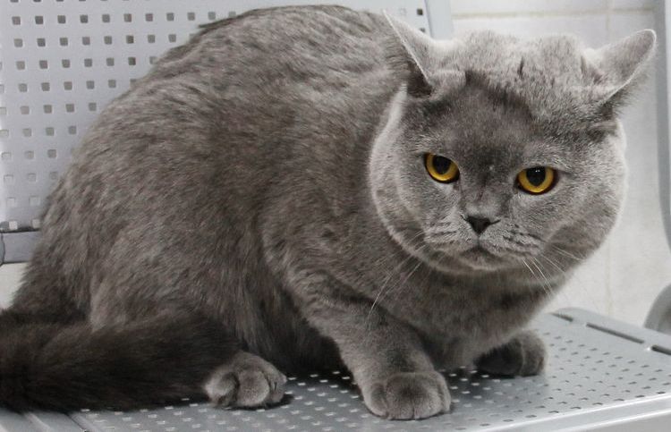Hipertiroidismo en la gata