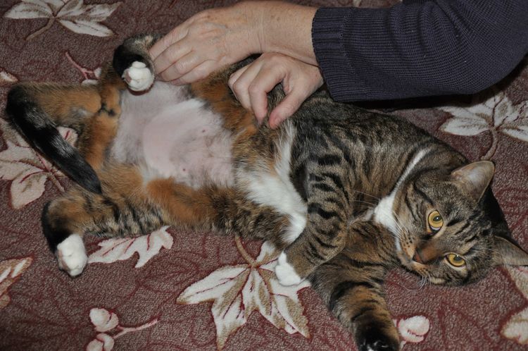 Eritema polimorfo en el gato