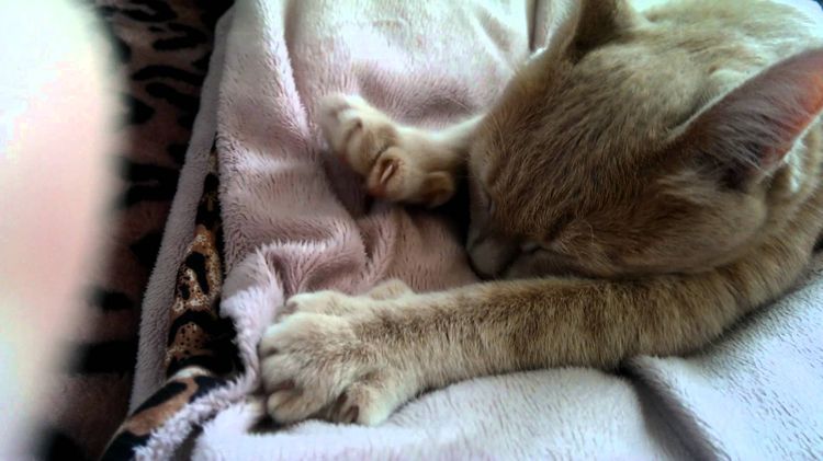 El gato amasa la manta con las patas