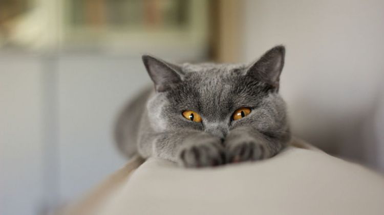El gato descansa