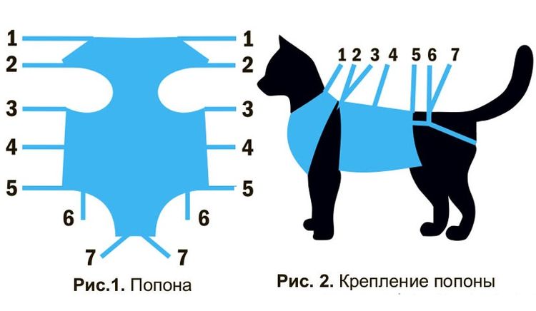 Cómo poner la manta a un gato