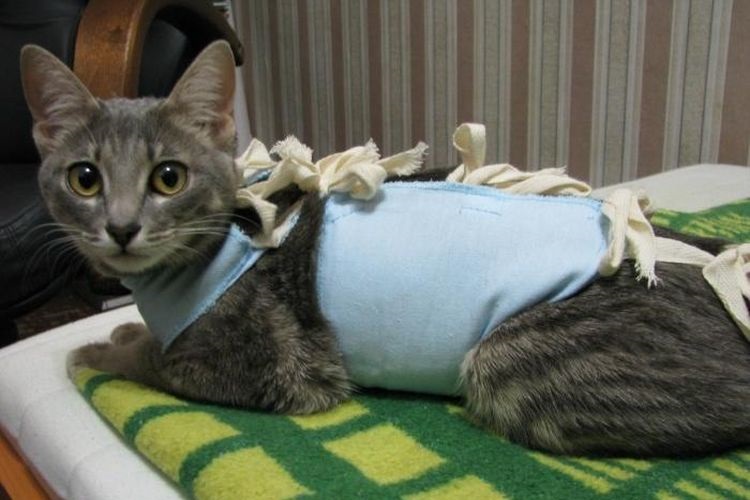 Gata con abrigo sentada sobre una manta