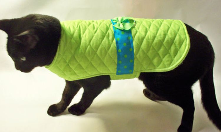 Gata negra con banda verde
