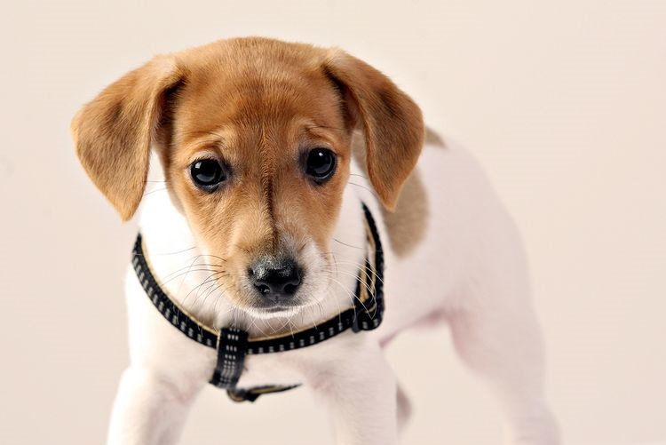 Cachorro Jack Russell Terrier