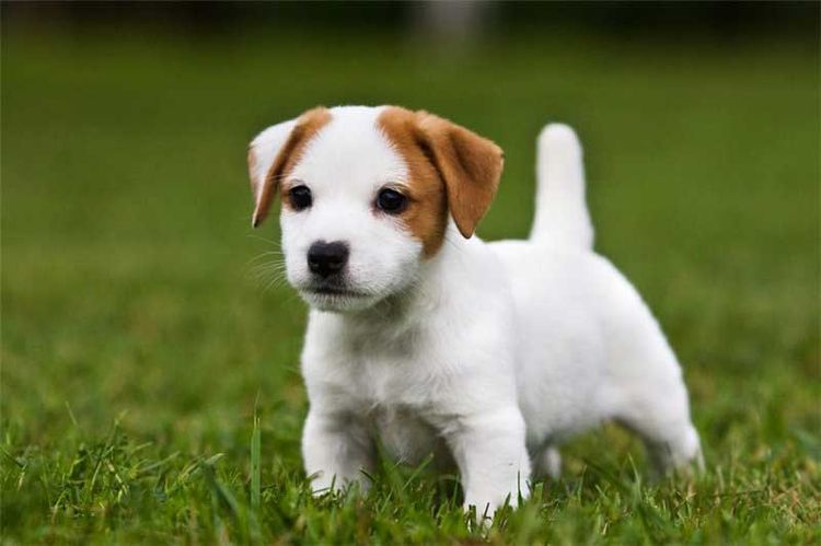 Cachorro Jack Russell Terrier