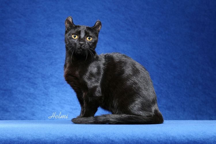 Curl americano negro