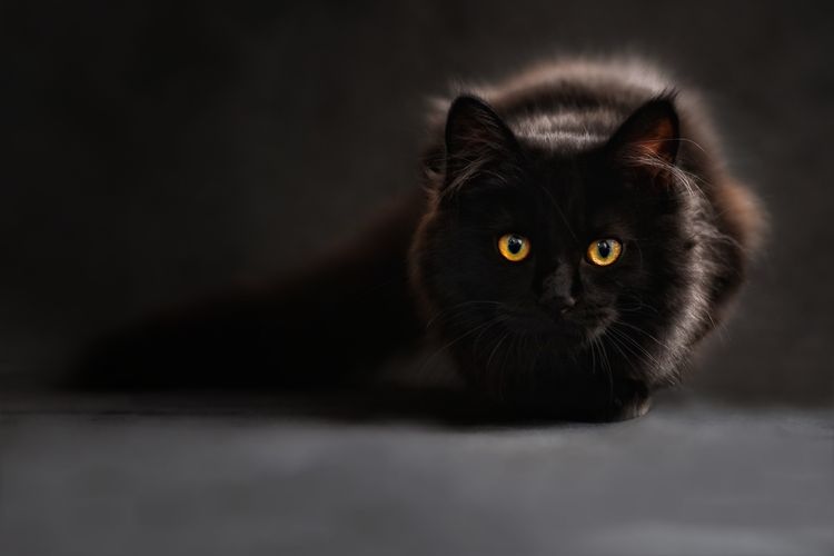 Angora turca negra