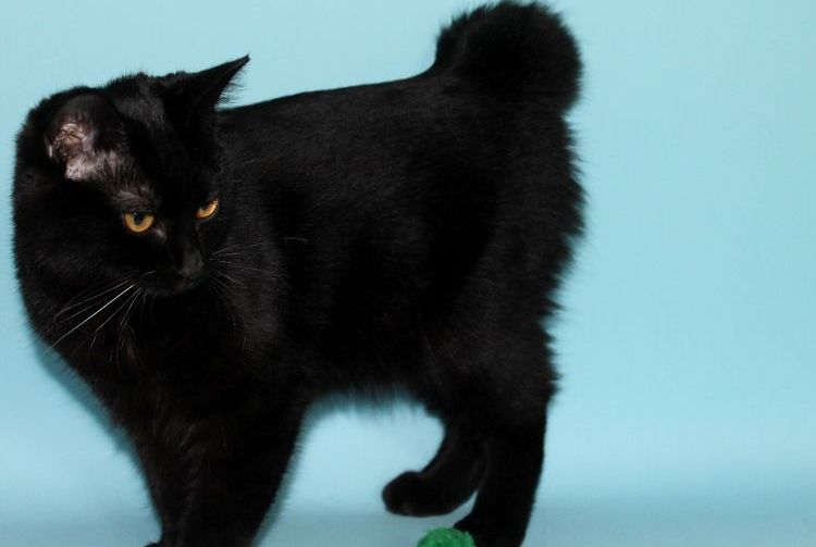 Bobtail americano