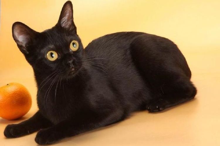 Gato negro Bombay