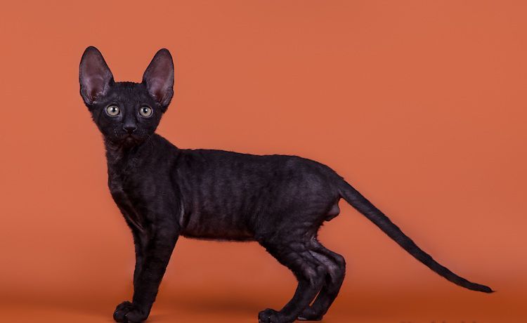 Devon Rex negro