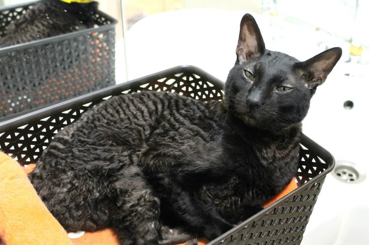Cornish Rex de color negro