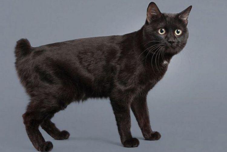 Bobtail japonés de color negro