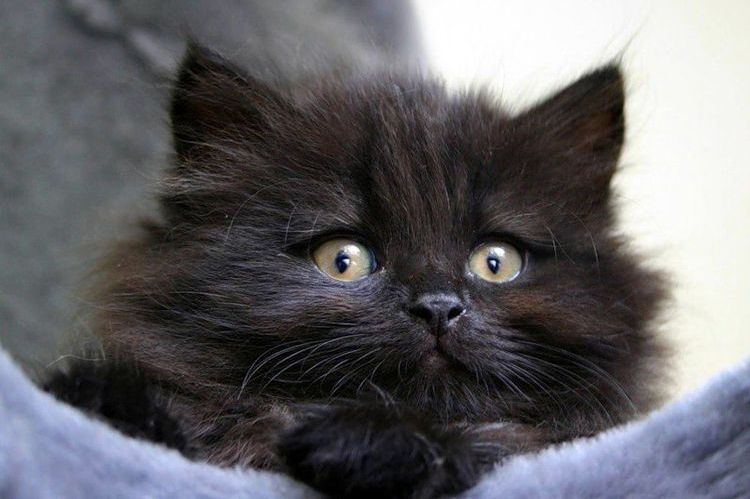 Gatito siberiano de color negro
