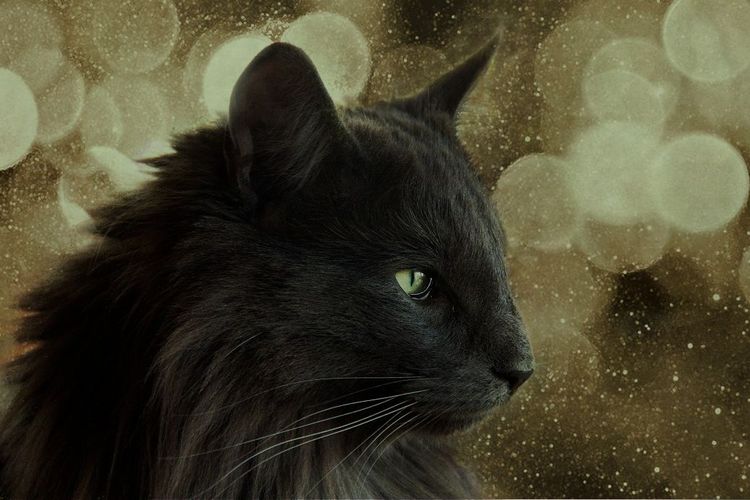 Gato del Bosque Noruego negro