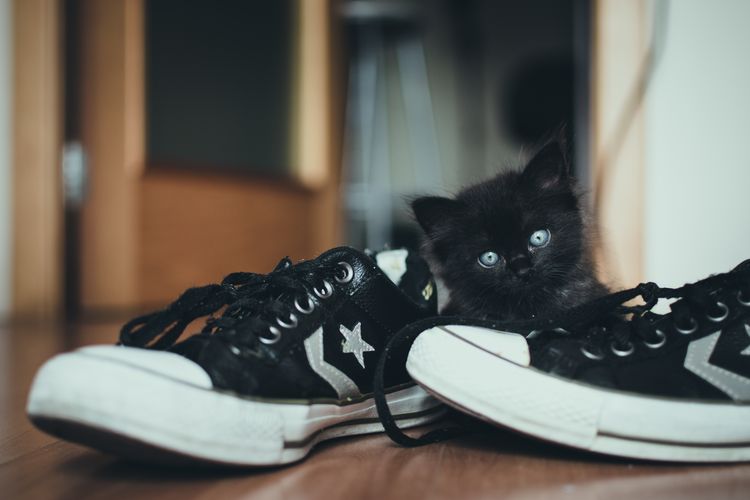 Gatito negro con bambas