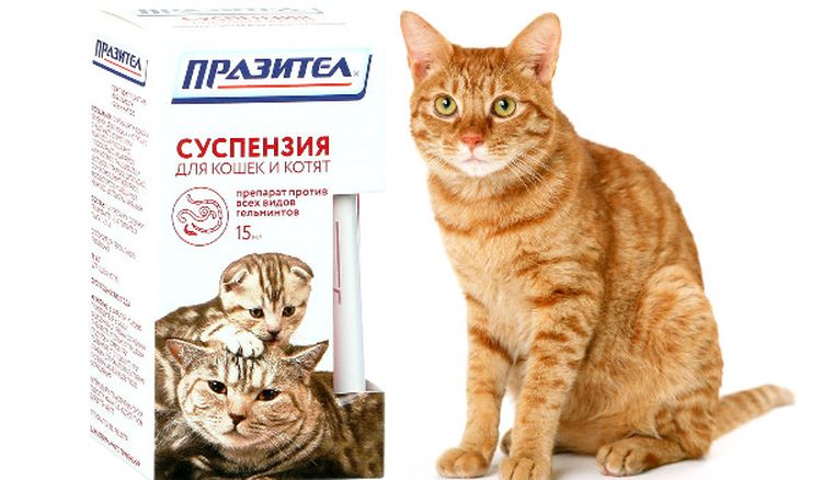 Gato naranja y el medicamento Prazitel