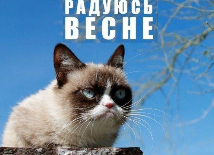 Gato malhumorado sentado en una piedra