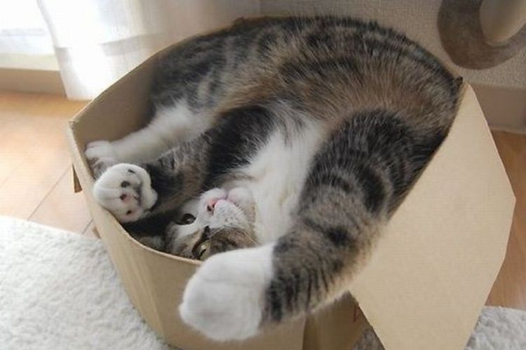 Gato en una caja