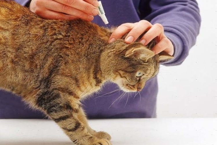 Se aplica el medicamento en la cruz del gato.