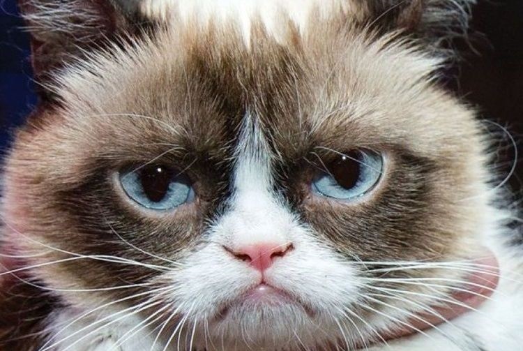 Gato huraño