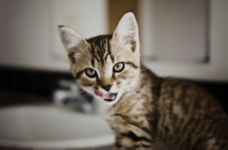 Gatito relamiéndose