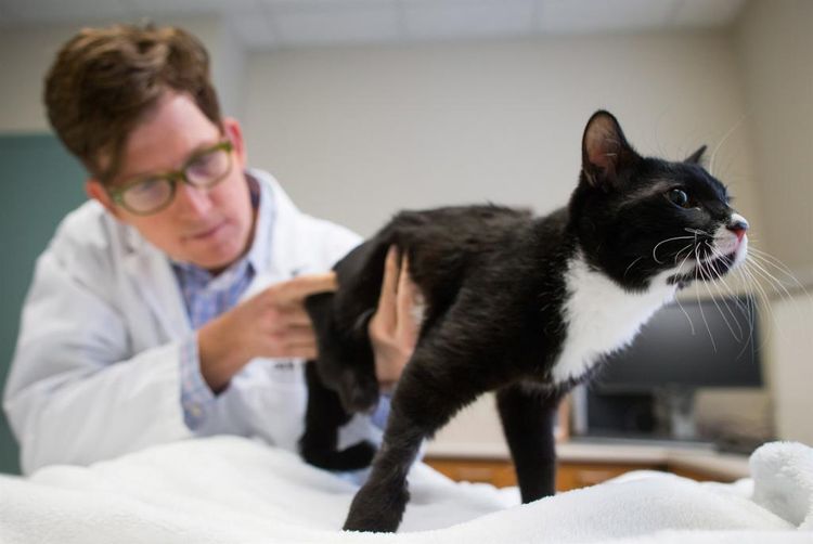 Gato en el veterinario