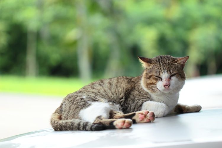 La gata duerme