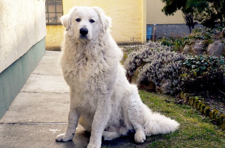 Kuvasz húngaro sentado en el patio