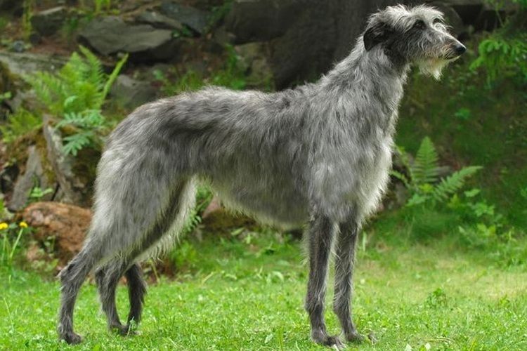 Deerhound de pie en la hierba