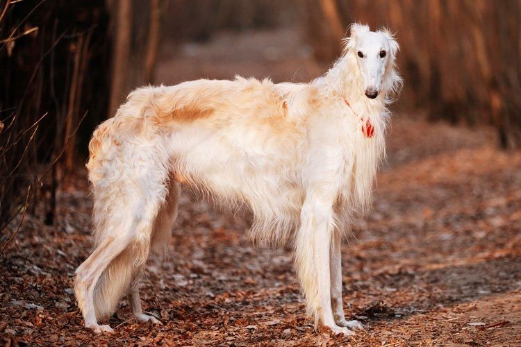 Borzoi ruso de pelo blanco