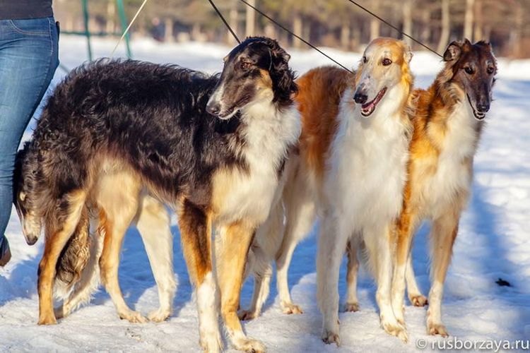 Galgo ruso con correa