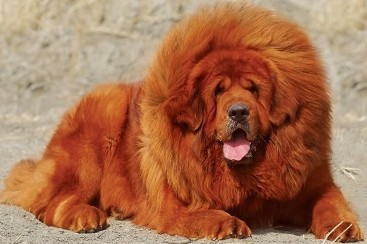 Mastín tibetano