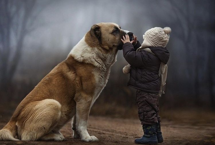 Niño y alabái en el bosque