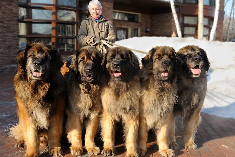 Mujer sosteniendo leonbergers