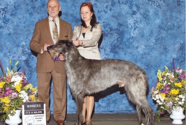 Deerhound en una exposición