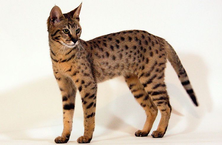 Gato Savannah