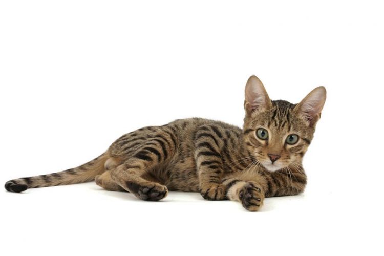 Gato Serengeti