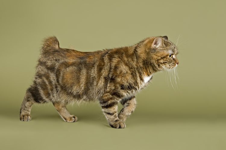Gato Manx