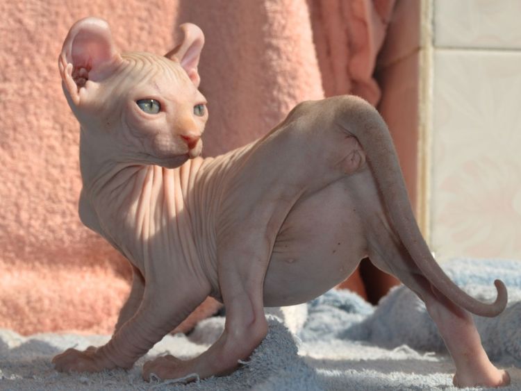 Gato Elfo