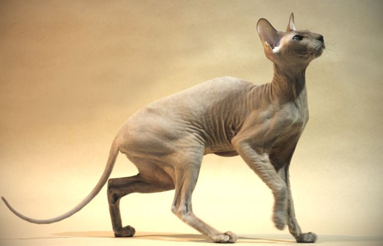 Gato de raza Peterbald