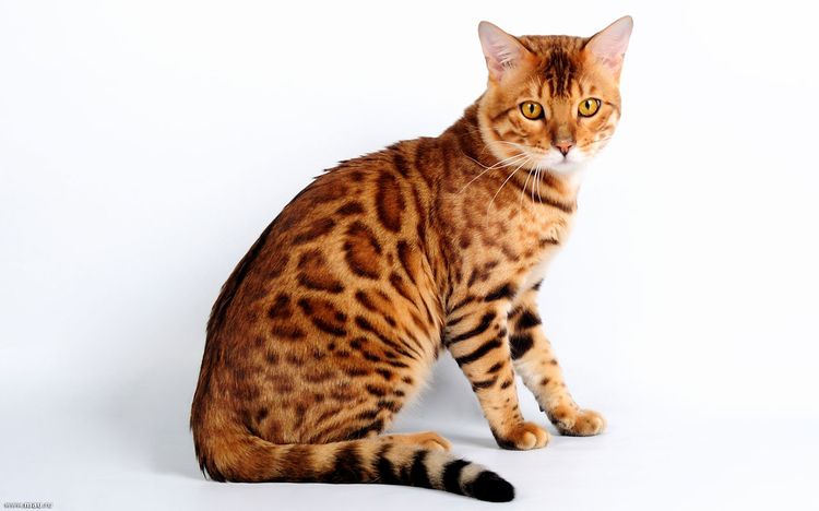 Gato bengalí