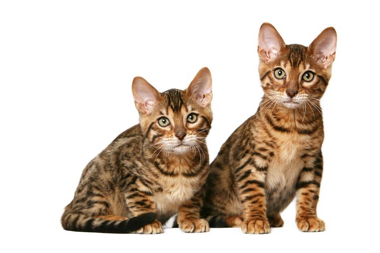 Gatos de raza Toyger