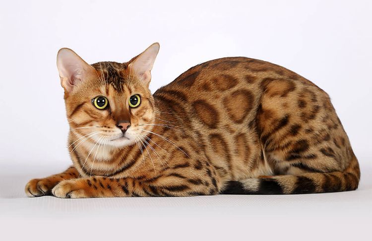 Gato de raza Safari